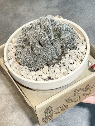 Лобивия Денсиспина кристата в керамике d15