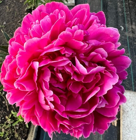 ПИОН КАНЗАС (Kansas)