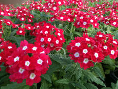 Вербена красная с глазком