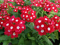 Вербена красная с глазком