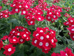 Вербена красная с глазком