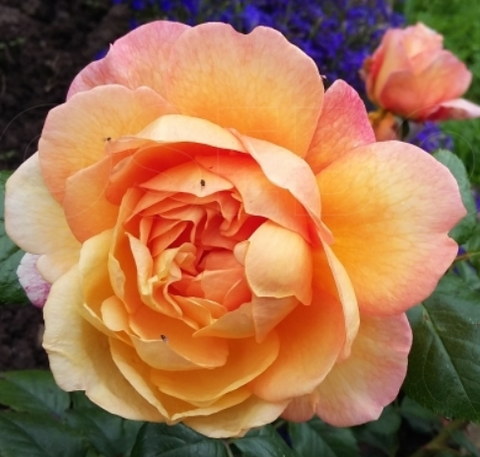 Роза чайно-гибридная Капри