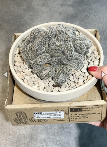 Лобивия Денсиспина кристата в керамике d15