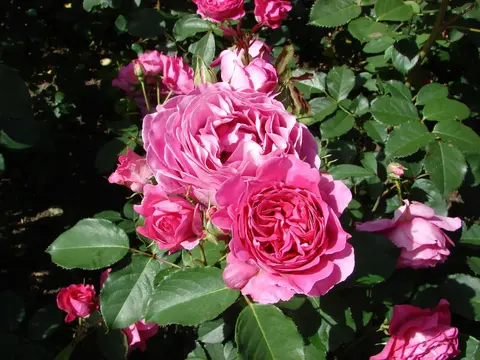 Мария Ренессанс (Maria Renaissance)