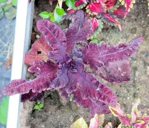 Мавр колеус КСР