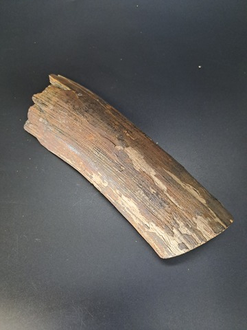 Бивень мамонта для коллекции