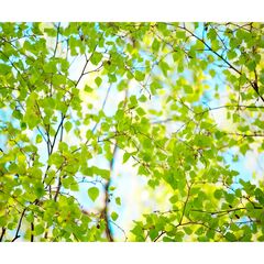 Панель потолочная ПВХ Novita 3D Берёза