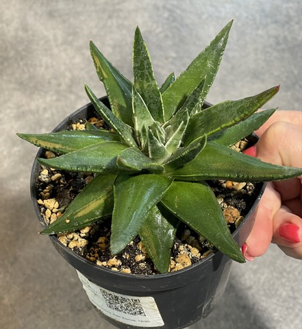 Хавортия Пумила Марджинелис d12