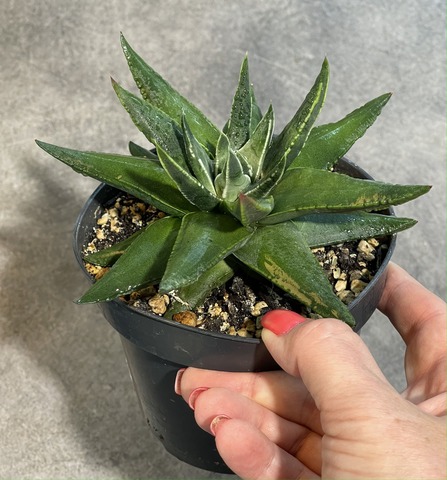 Хавортия Пумила Марджинелис d12