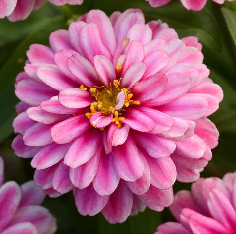 S7112 Цинния Double Zahara Raspberry Ripple 5шт.
