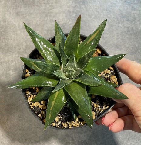 Хавортия Пумила Марджинелис d12