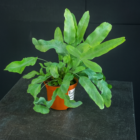 Флебодиум золотистый (Phlebodium aureum)