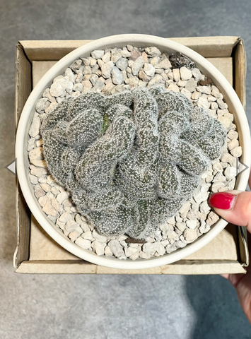 Лобивия Денсиспина кристата в керамике d15