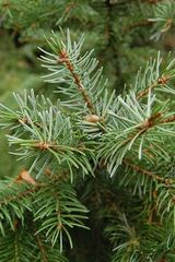 Семена Ель сербская picea omorika