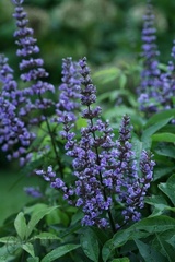 Teofrast Витекс Vitex agnus castus