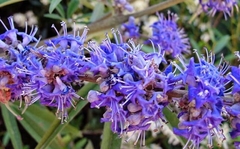 Teofrast Витекс Vitex agnus castus