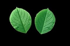 Силиконовый молд 