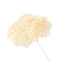 Растение стабилизированное, Гортензия на ветке, Белая, 20*60, 60 г, 1 шт.