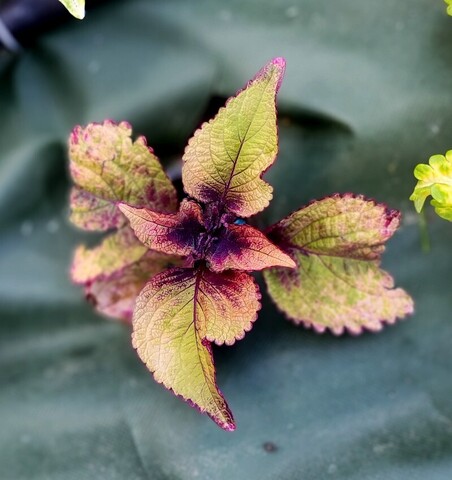 Ксения колеус КСР