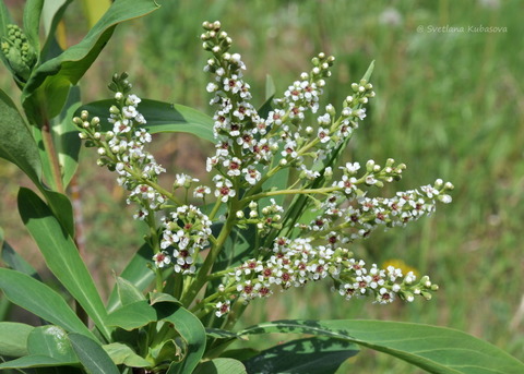 Teofrast Сибирка алтайская Sibiraea altaiensis