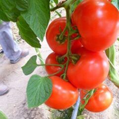 Мелодия F1 семена томата индетерминантного (Seminis / Семинис)