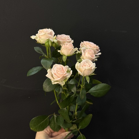 Роза кустовая miss peony нежно-розовая 50см