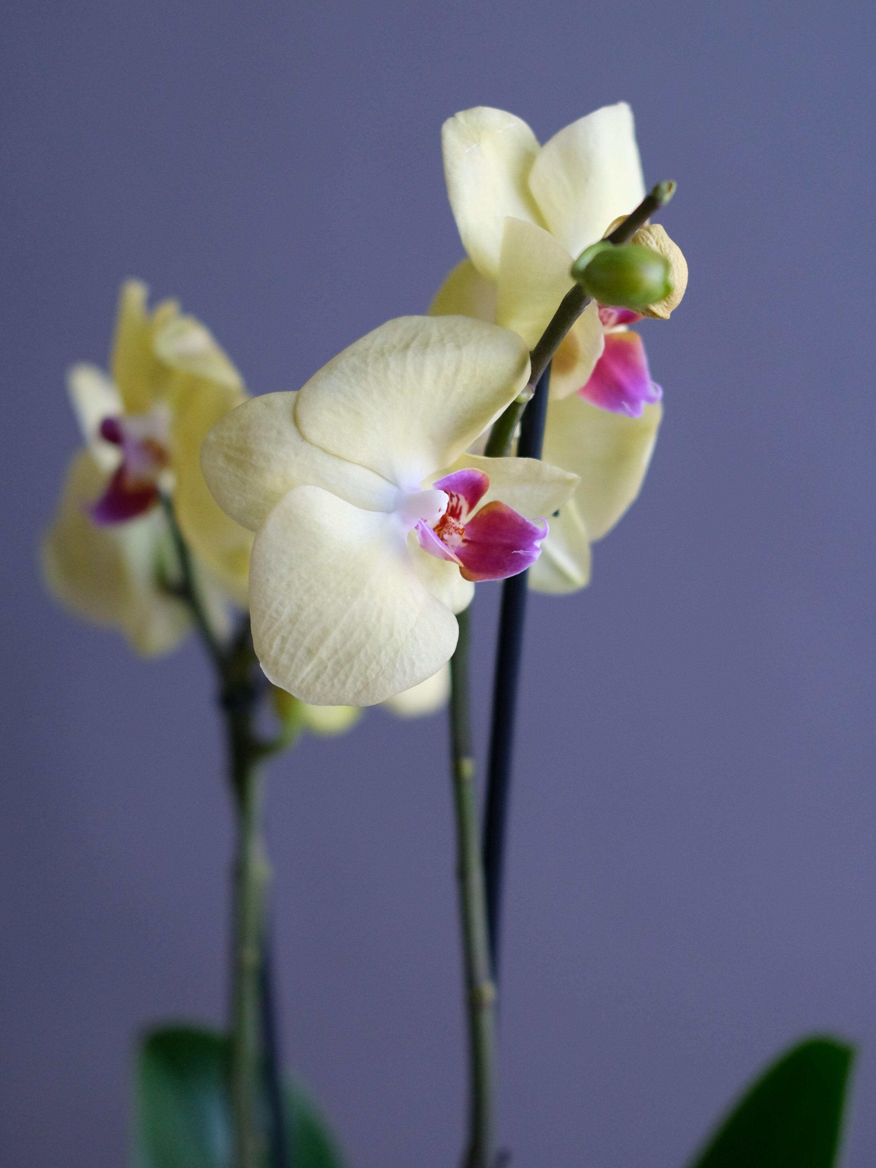 Фаленопсис желтая 2 ст (D-12)