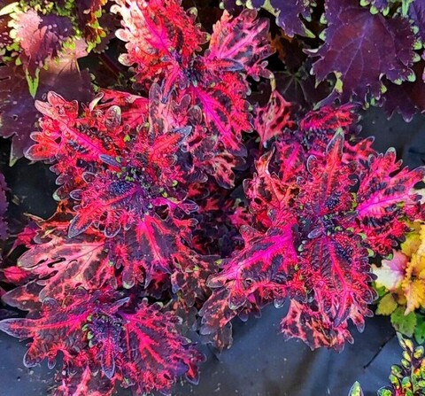 Кармен LO колеус КСР