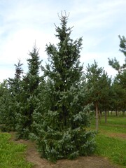 Семена Ель сербская picea omorika