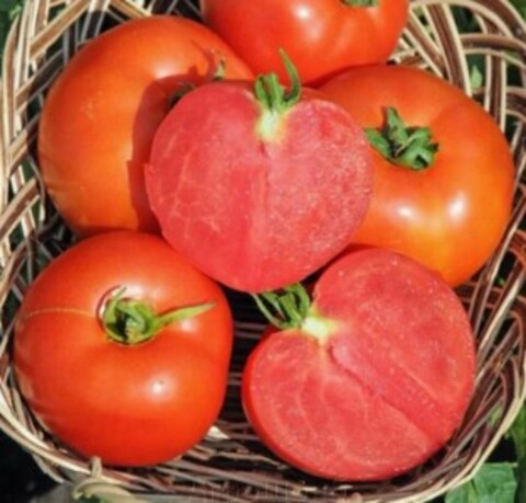 Томат Полфаст