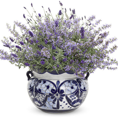 37148 Котовник Cat`s Meow (Весна 2026)