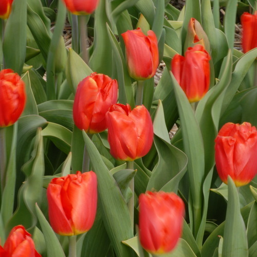 Тюльпан Луковица, Санбелт, 10шт – купить за 600 ₽ | LeFlowers.ru