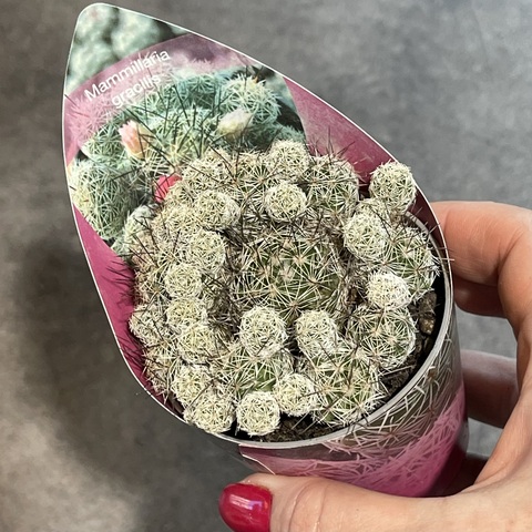 Маммиллярия Грацилис d7