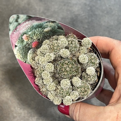 Маммиллярия Грацилис d7