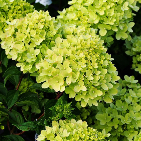 Гортензия метельчатая 