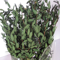 Растение стабилизированное, Эвкалипт Парвифолия, Зеленый, 60 см, 110 г.