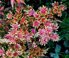 Магический огонь колеус КСР