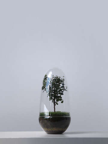 Мирсина Shell mini