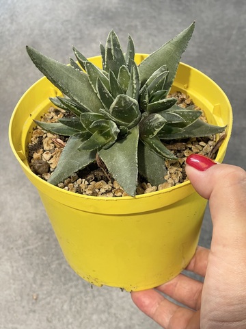 Хавортия Пумила Марджинелис d15