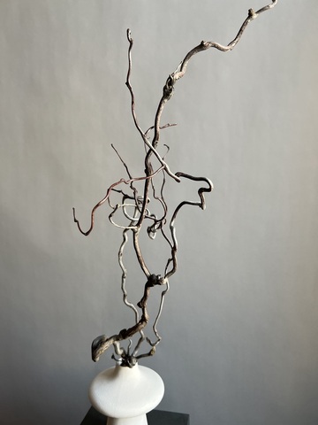 Корилус коряга