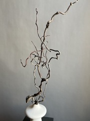 Корилус коряга