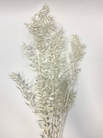 Рускус иглица стабилизированный Айвори