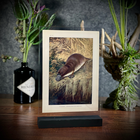 Хромолитография «Утконос»