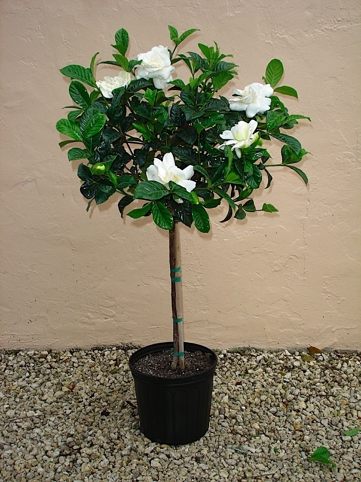 Гардения жасминовидная Gardenia jasminoides