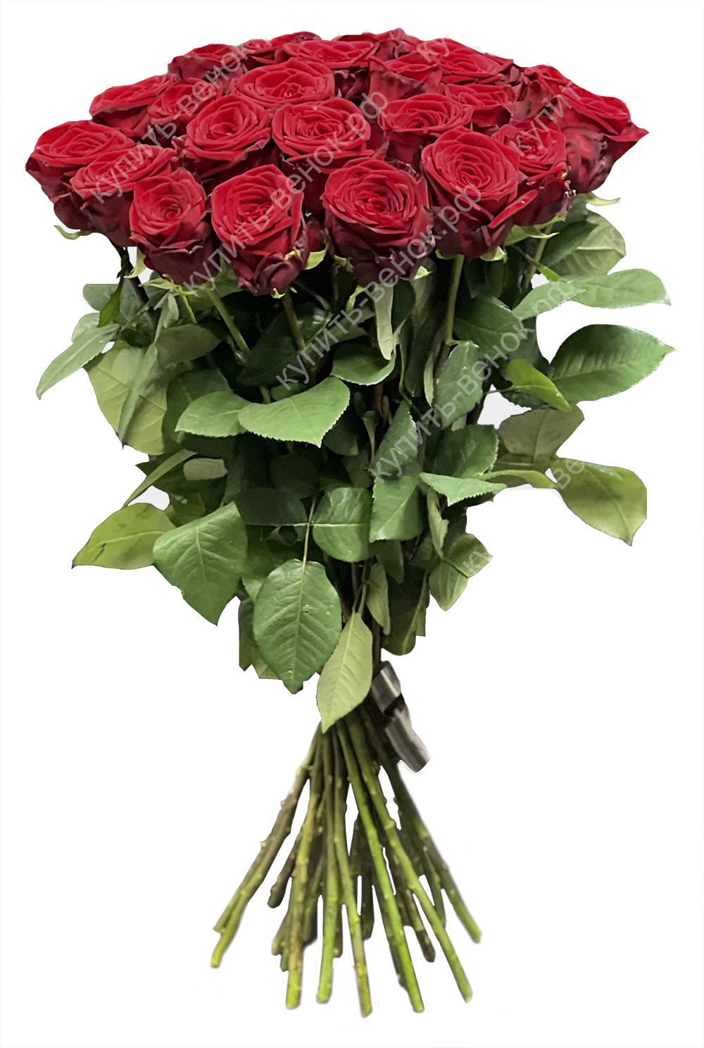 Фото по запросу Красные розы