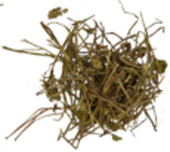 Черника побег (побег)