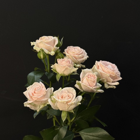 Роза кустовая miss peony нежно-розовая 50см