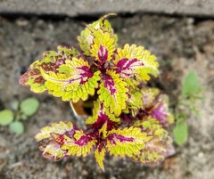 Лунный камень АЮ колеус КСР