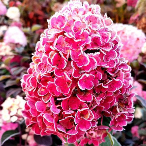 Гортензия метельчатая 