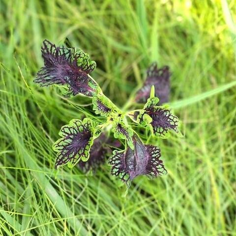 Малиновый звон ампельный ТМ колеус КСР